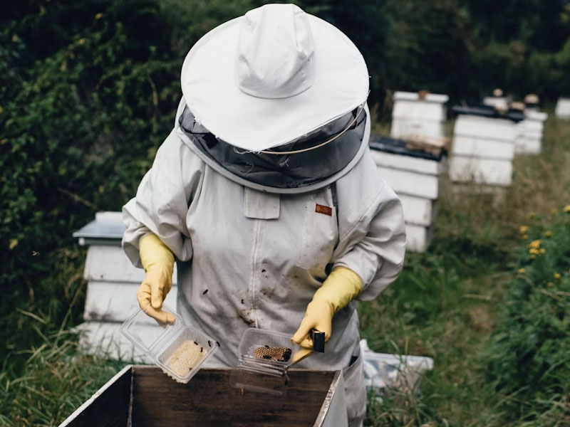 Turismo apícola en La Alcarria